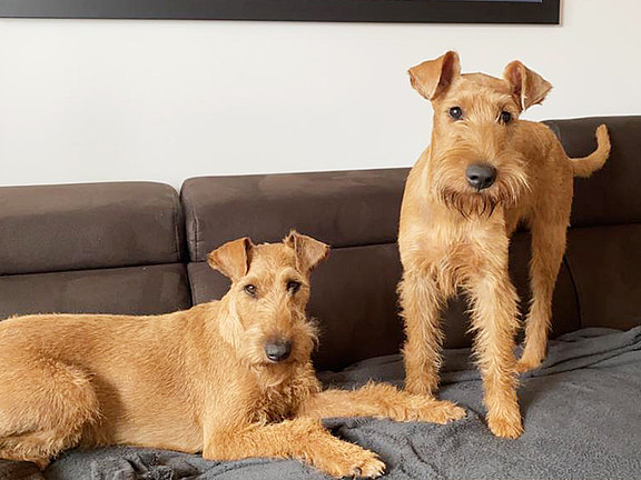 Irish Terrier auf dem Sofa Irish Terrier auf dem Sofa